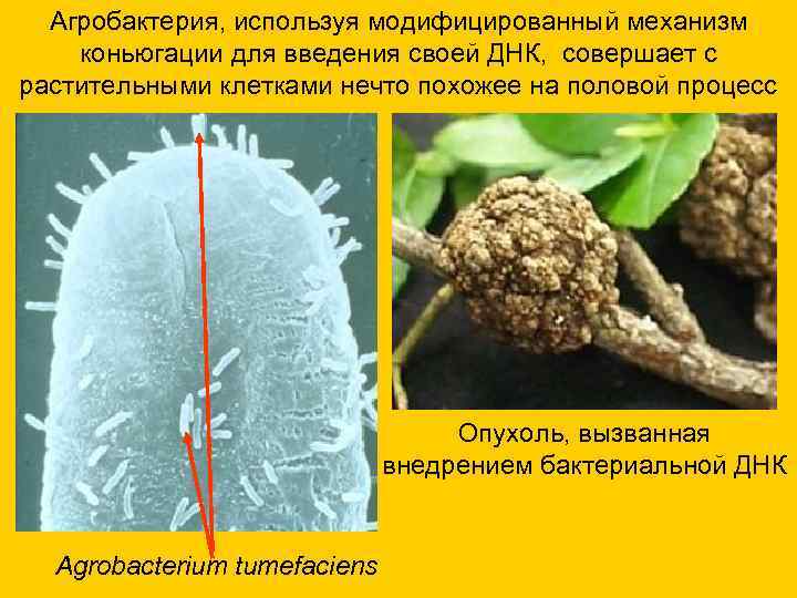  Агробактерия, используя модифицированный механизм коньюгации для введения своей ДНК, совершает с растительными клетками