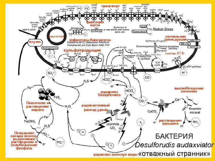  транспорт фиксация азота эндоспора сигнальная кофакторы биосинтеза трансдукция жгутик сульфатредукция синтез АТФ высвобождение