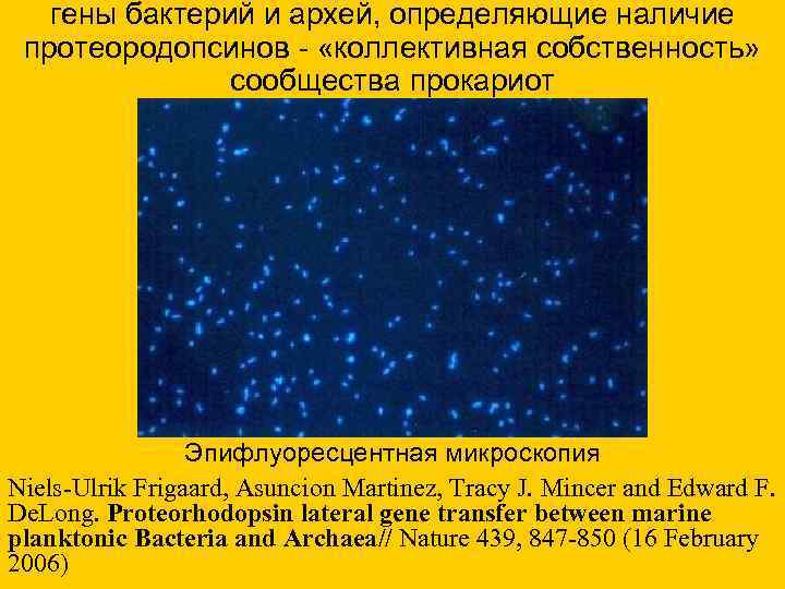  гены бактерий и архей, определяющие наличие протеородопсинов - «коллективная собственность» сообщества прокариот Эпифлуоресцентная