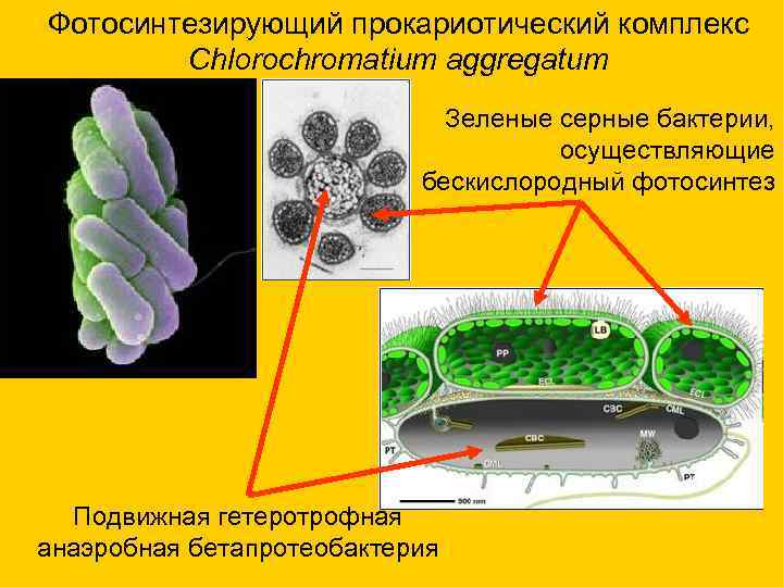 Фотосинтезирующий прокариотический комплекс Chlorochromatium aggregatum Зеленые серные бактерии, осуществляющие бескислородный фотосинтез Подвижная гетеротрофная анаэробная