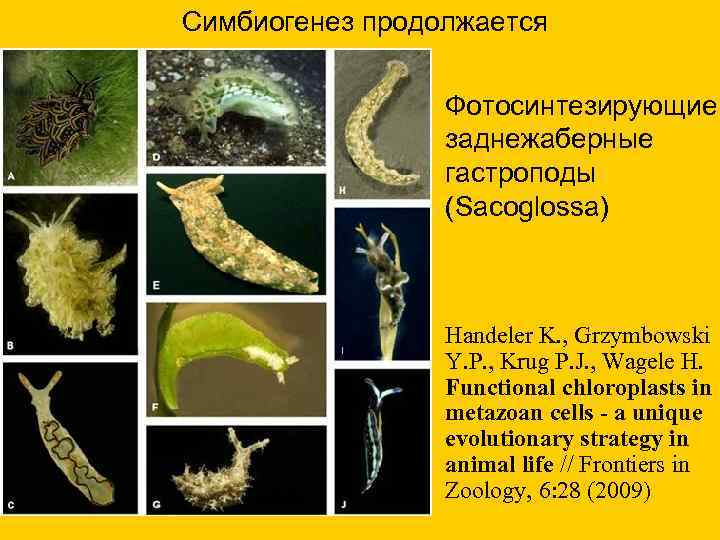 Симбиогенез продолжается Фотосинтезирующие заднежаберные гастроподы (Sacoglossa) Handeler K. , Grzymbowski Y. P. , Krug