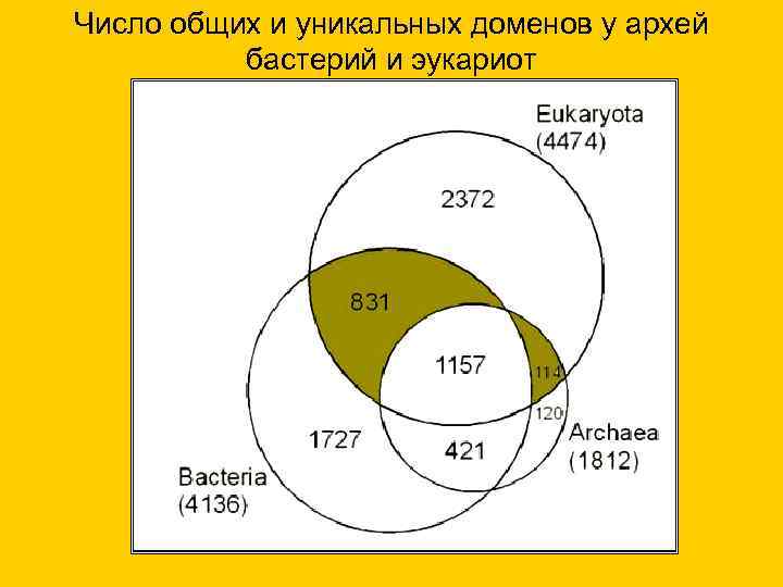 Число общих и уникальных доменов у архей бастерий и эукариот 