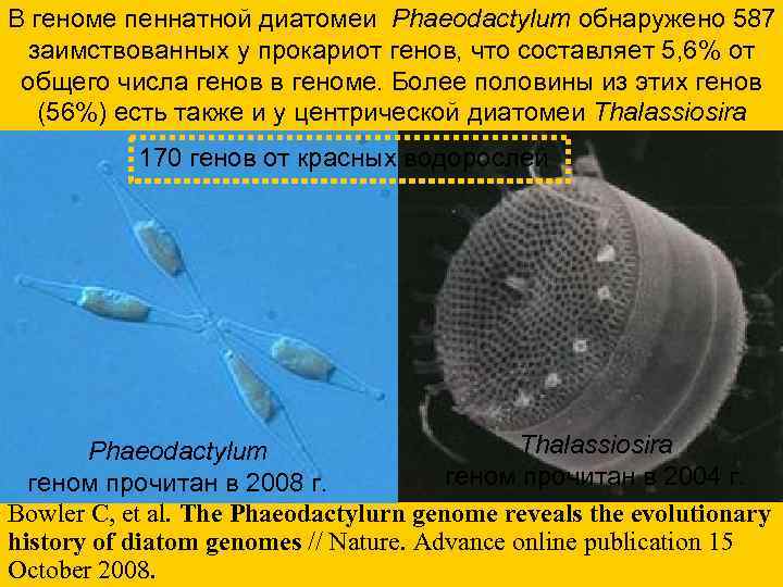 В геноме пеннатной диатомеи Phaeodactylum обнаружено 587 заимствованных у прокариот генов, что составляет 5,