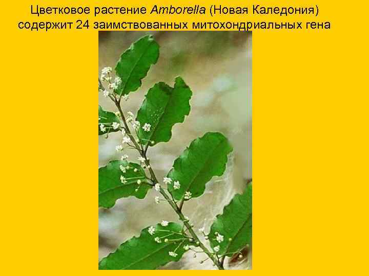  Цветковое растение Amborella (Новая Каледония) содержит 24 заимствованных митохондриальных гена 