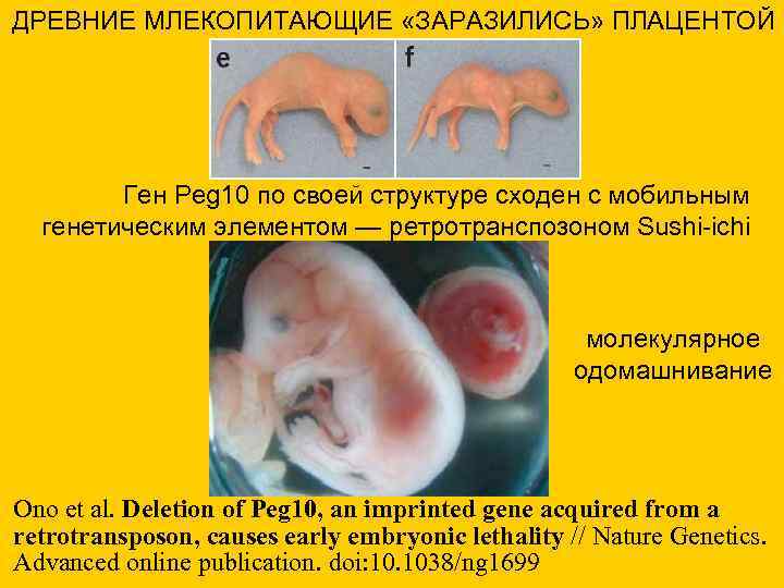 ДРЕВНИЕ МЛЕКОПИТАЮЩИЕ «ЗАРАЗИЛИСЬ» ПЛАЦЕНТОЙ Ген Peg 10 по своей структуре сходен с мобильным генетическим