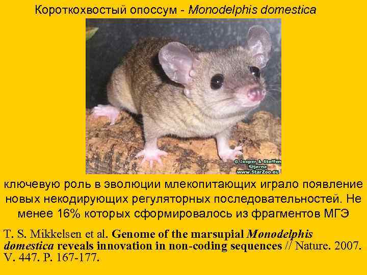  Короткохвостый опоссум - Monodelphis domestica ключевую роль в эволюции млекопитающих играло появление новых