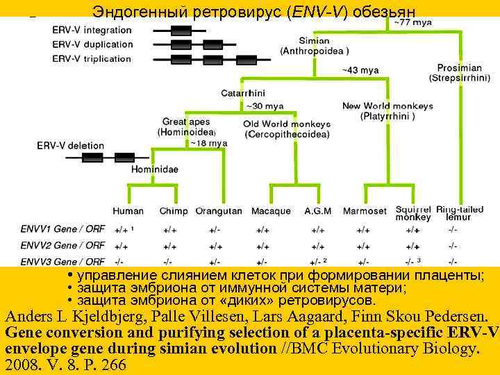  Эндогенный ретровирус (ENV-V) обезьян • управление слиянием клеток при формировании плаценты; • защита