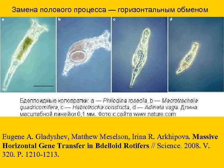  Замена полового процесса — горизонтальным обменом Eugene A. Gladyshev, Matthew Meselson, Irina R.