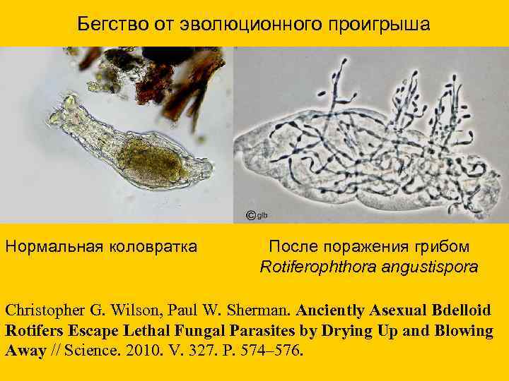  Бегство от эволюционного проигрыша Нормальная коловратка После поражения грибом Rotiferophthora angustispora Christopher G.