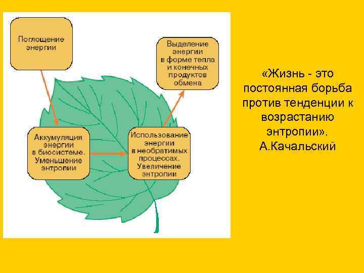 Окружающая среда термодинамика. Второй закон термодинамики в биологии. Энтропия живых систем. Второй закон термодинамики в биологических системах. Законы термодинамики в биологии.