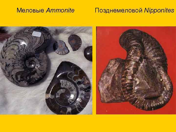 Меловые Ammonite Позднемеловой Nipponites 