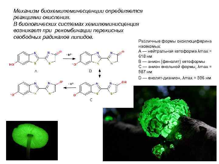 I – интенсивность люминесцентного излучения λ – длина волны Правило Стокса: Спектр люминесценции сдвинут