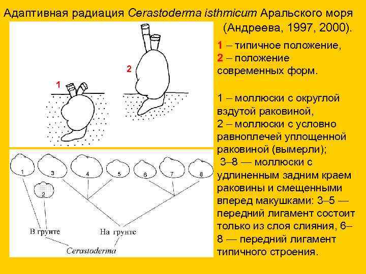 Адаптивная радиация Cerastoderma isthmicum Аральского моря (Андреева, 1997, 2000). 1 – типичное положение, 2