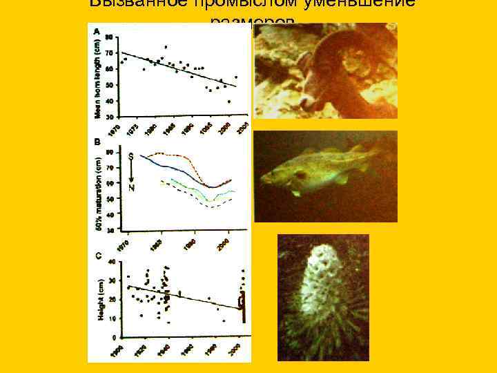 Вызванное промыслом уменьшение размеров 