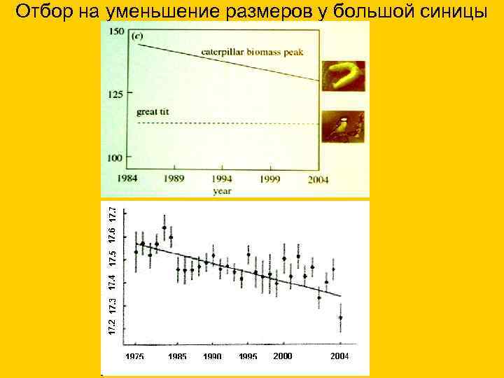 Отбор на уменьшение размеров у большой синицы 