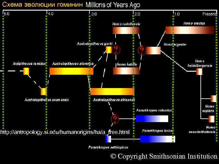 Схема эволюции гоминин http: //antropology. si. edu/humanorigins/ha/a_tree. html © Copyright Smithsonian Institution 