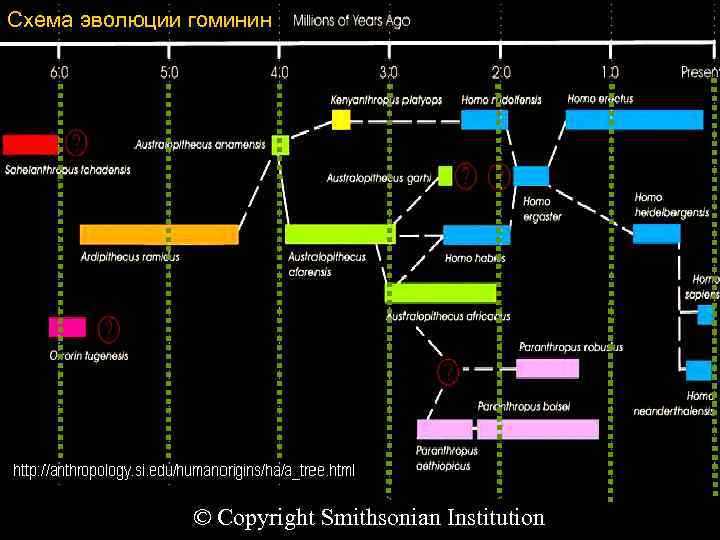 Схема эволюции гоминин © Copyright Smithsonian Institution 
