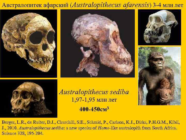 Австралопитек афарский (Australopithecus afarensis) 3 -4 млн лет Australopithecus sediba 1, 97 -1, 95