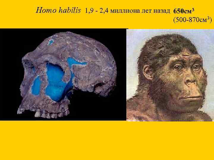 Homo habilis 1, 9 - 2, 4 миллиона лет назад 650 см 3 (500