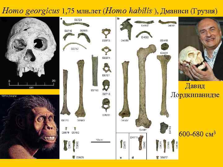 Homo georgicus 1, 75 млн. лет (Homo habilis ), Дманиси (Грузия) Давид Лордкипанидзе 600