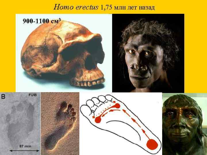  Homo erectus 1, 75 млн лет назад 900 -1100 см 3 
