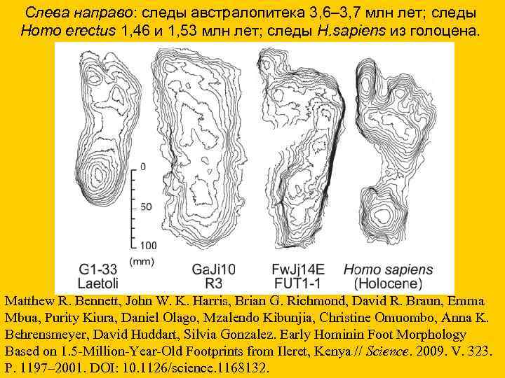  Слева направо: следы австралопитека 3, 6– 3, 7 млн лет; следы Homo erectus