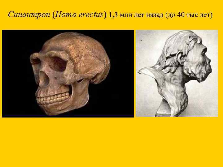 Синантроп (Homo erectus) 1, 3 млн лет назад (до 40 тыс лет) 