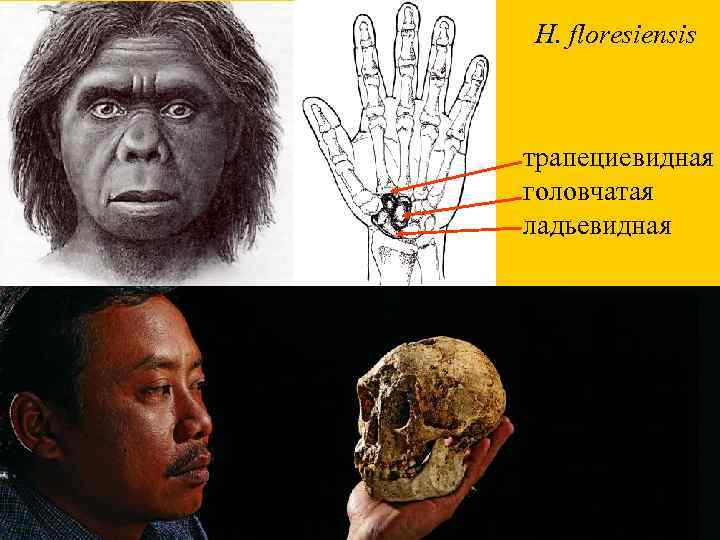 H. floresiensis трапециевидная головчатая ладьевидная 