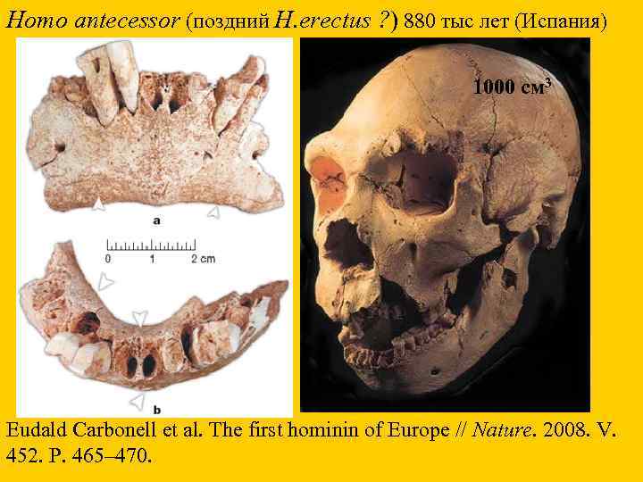 Homo antecessor (поздний H. erectus ? ) 880 тыс лет (Испания) 1000 см 3