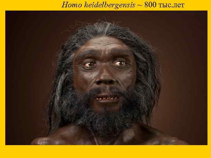 Homo heidelbergensis ~ 800 тыс. лет 