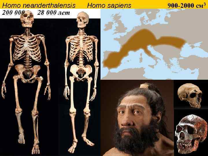 Homo neanderthalensis Homo sapiens 900 -2000 см 3 200 000 - 28 000 лет