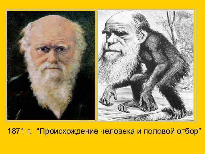 1871 г. “Происхождение человека и половой отбор” 