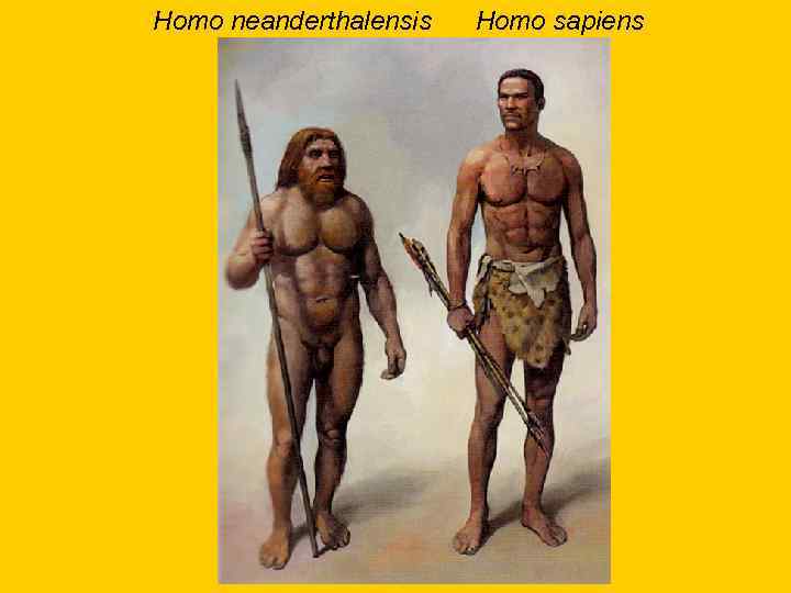 Homo neanderthalensis Homo sapiens 