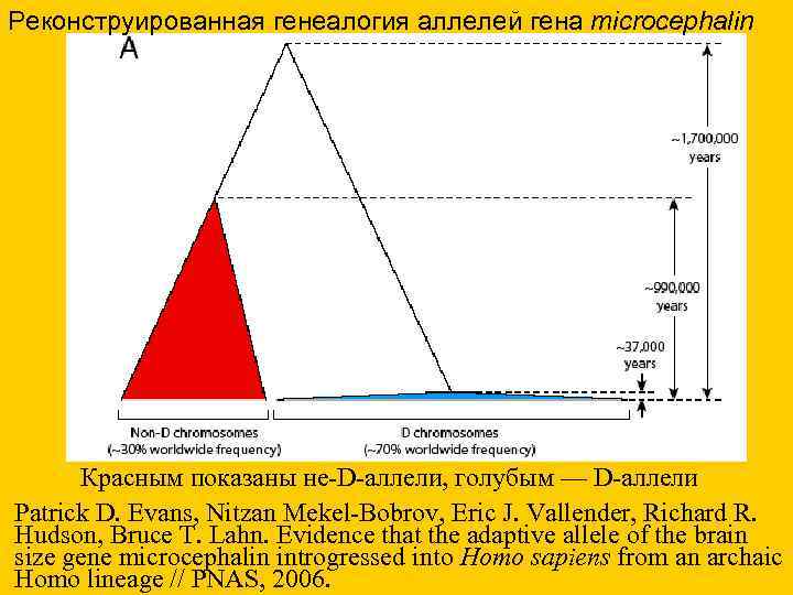 Реконструированная генеалогия аллелей гена microcephalin Красным показаны не-D-аллели, голубым — D-аллели Patrick D. Evans,