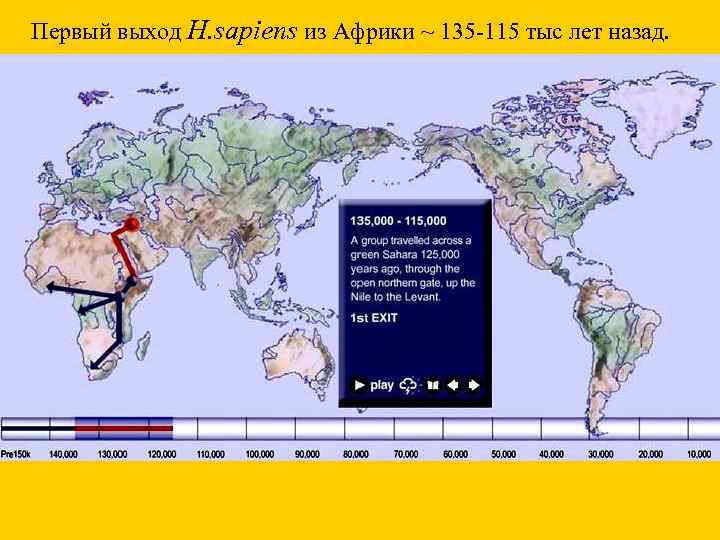 Первый выход H. sapiens из Африки ~ 135 -115 тыс лет назад. 
