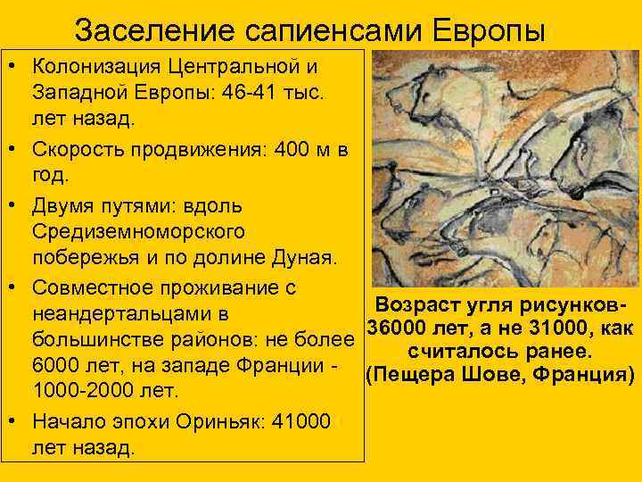  Заселение сапиенсами Европы • Колонизация Центральной и Западной Европы: 46 -41 тыс. лет
