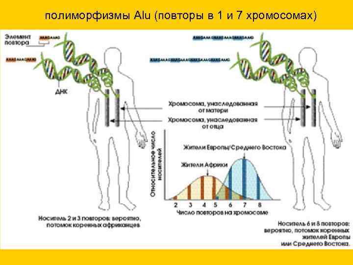полиморфизмы Alu (повторы в 1 и 7 хромосомах) 