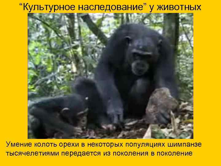  “Культурное наследование” у животных Умение колоть орехи в некоторых популяциях шимпанзе тысячелетиями передается