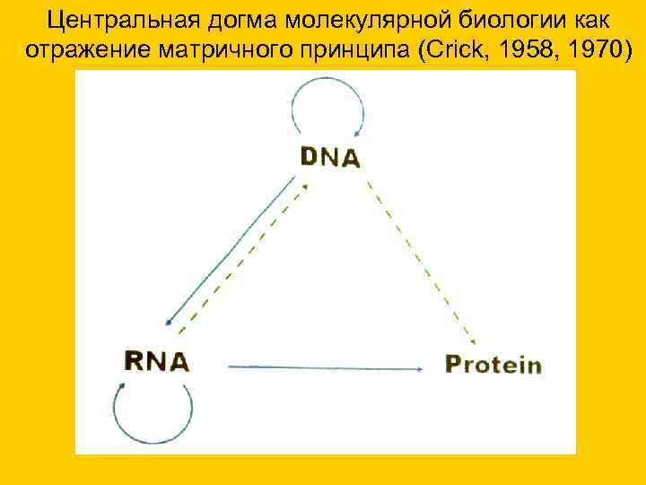 Центральная догма молекулярной биологии как отражение матричного принципа (Crick, 1958, 1970) Центральная догма молекулярной биологии как отражение матричного принципа (Crick, 1958, 1970)