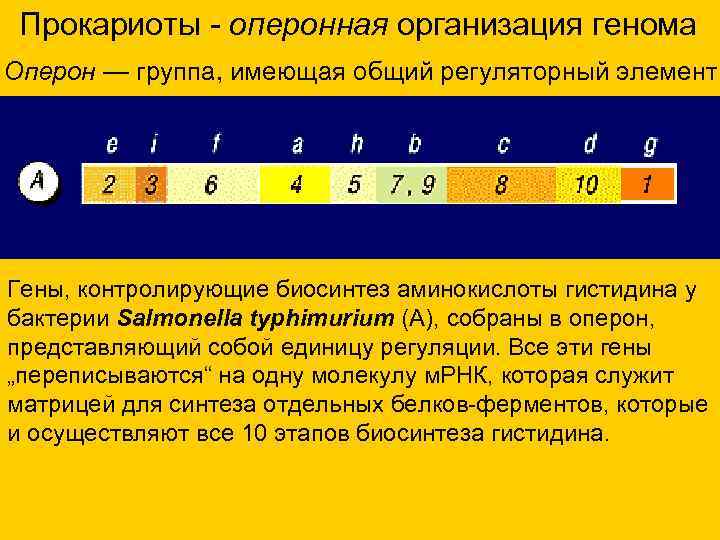 Прокариоты - оперонная организация генома Оперон — группа, имеющая общий регуляторный элемент. Гены, Прокариоты - оперонная организация генома Оперон — группа, имеющая общий регуляторный элемент. Гены,