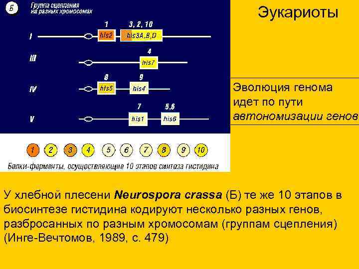 Эукариоты Эволюция генома идет Эукариоты Эволюция генома идет