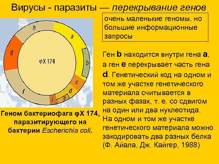Вирусы - паразиты — перекрывание генов очень маленькие Вирусы - паразиты — перекрывание генов очень маленькие