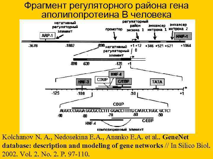 Фрагмент регуляторного района гена аполипопротеина B человека Kolchanov N. A. , Фрагмент регуляторного района гена аполипопротеина B человека Kolchanov N. A. ,
