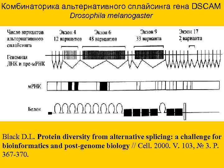 Комбинаторика альтернативного сплайсинга гена DSCAM Drosophila melanogaster Black D. L. Комбинаторика альтернативного сплайсинга гена DSCAM Drosophila melanogaster Black D. L.