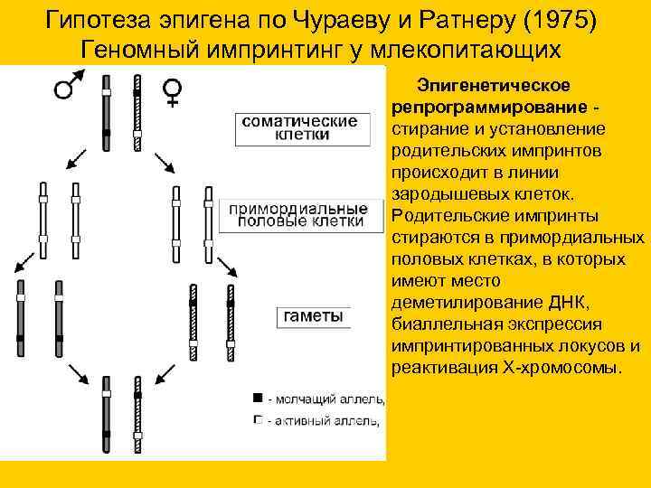 Гипотеза эпигена по Чураеву и Ратнеру (1975) Геномный импринтинг у млекопитающих Гипотеза эпигена по Чураеву и Ратнеру (1975) Геномный импринтинг у млекопитающих