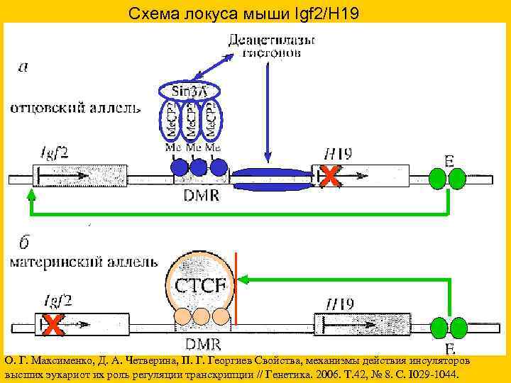 Схема локуса мыши Igf 2/H 19 Схема локуса мыши Igf 2/H 19
