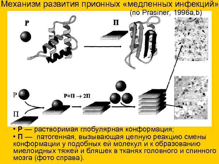 Механизм развития прионных «медленных инфекций» (по Prasiner, 1996 a, Механизм развития прионных «медленных инфекций» (по Prasiner, 1996 a,