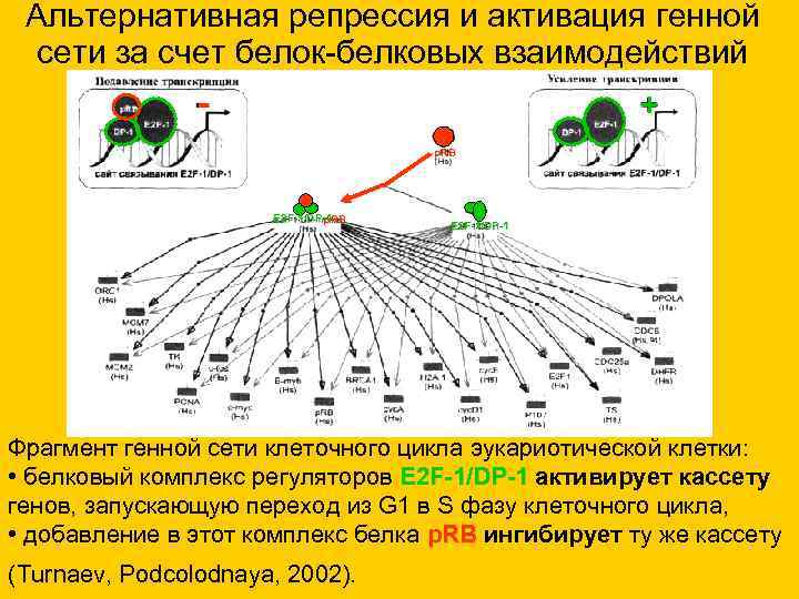 Альтернативная репрессия и активация генной сети за счет белок-белковых взаимодействий Альтернативная репрессия и активация генной сети за счет белок-белковых взаимодействий