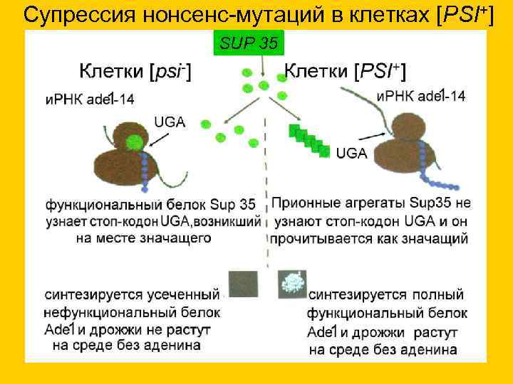 Супрессия нонсенс-мутаций в клетках [PSI+]   SUP 35 