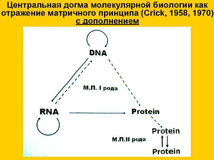 Центральная догма молекулярной биологии как отражение матричного принципа (Crick, 1958, 1970) Центральная догма молекулярной биологии как отражение матричного принципа (Crick, 1958, 1970)